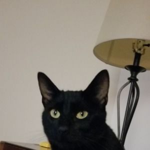 Meet your Posher, Joyce